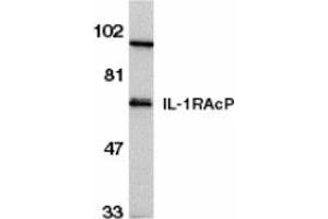 Image no. 1 for anti-Interleukin 1 Receptor Accessory Protein (IL1RAP) (C-Term) antibody (ABIN202581)