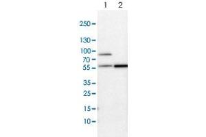 Image no. 4 for anti-SH2 Domain Containing 4A (SH2D4A) antibody (ABIN5587840)
