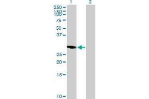 Western Blot analysis of RASSF5 expression in transfected 293T cell line by RASSF5 MaxPab polyclonal antibody.