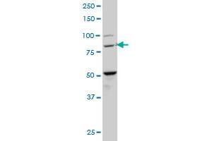 anti-BTB and CNC Homology 1, Basic Leucine Zipper Transcription Factor 1 (BACH1) (AA 396-492) antibody