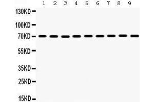 Image no. 1 for anti-Heat Shock 70kDa Protein 2 (HSPA2) (AA 564-598), (C-Term) antibody (ABIN3043850)