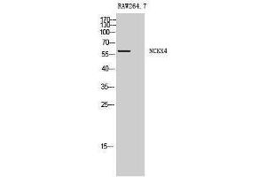 Image no. 1 for anti-Solute Carrier Family 24 (Sodium/potassium/calcium Exchanger), Member 4 (Slc24a4) (Internal Region) antibody (ABIN3185780)