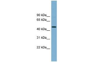 RNF44 Antikörper  (N-Term)