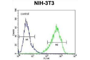 Image no. 2 for anti-Homeobox and Leucine Zipper Encoding (HOMEZ) antibody (ABIN2995832)