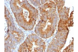 Image no. 4 for anti-Tumor Necrosis Factor (Ligand) Superfamily, Member 15 (TNFSF15) antibody (ABIN5708012)