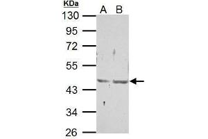 WB Image Sample (30 ug of whole cell lysate) A: NIH-3T3 B: JC 10% SDS PAGE antibody diluted at 1:500