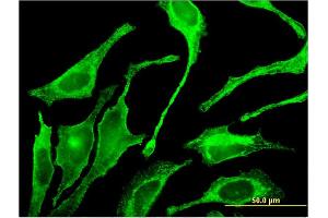 Galnt1 antibody  (AA 42-123)