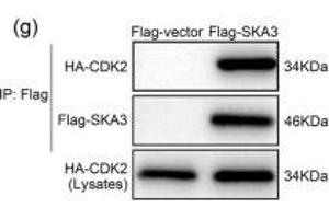 SKA3 antibody  (AA 201-300)