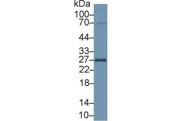 APOA1 antibody  (AA 25-264)