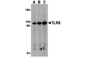 Image no. 1 for anti-Toll-Like Receptor 8 (TLR8) (Middle Region) antibody (ABIN1031132)