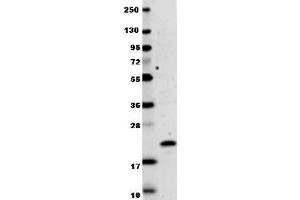 Image no. 1 for anti-Interleukin 29 (IL29) antibody (ABIN964763)