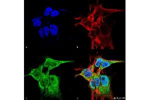Image no. 1 for anti-Fibroblast Growth Factor 13 (FGF13) (AA 2-18) antibody (HRP) (ABIN1741084)