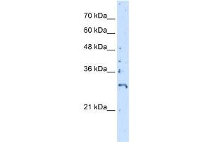 Image no. 1 for anti-CREB/ATF BZIP Transcription Factor (CREBZF) (C-Term) antibody (ABIN2774979)