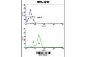 Image no. 2 for anti-Thymine-DNA Glycosylase (TDG) (AA 81-110), (N-Term) antibody (ABIN390559)