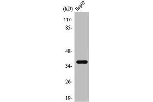TAS2R39 antibody  (Internal Region)