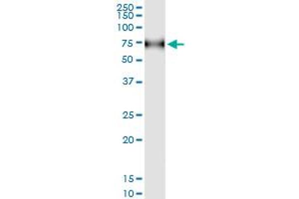 CD96 antibody  (AA 1-402)