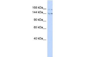 WB Suggested Anti-BAZ1B Antibody Titration:  0.