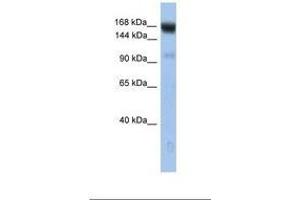 Image no. 1 for anti-Ubiquitin Conjugation Factor E4 B (UBE4B) (AA 254-303) antibody (ABIN6738955)
