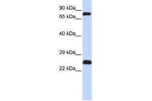 Image no. 1 for anti-Zinc Finger Protein 799 (ZNF799) (N-Term) antibody (ABIN927629)