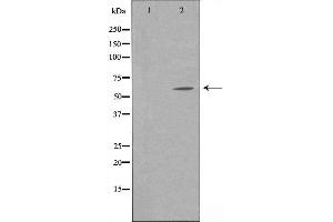 Image no. 2 for anti-Amyloid beta (A4) Precursor Protein-Binding, Family A, Member 3 (APBA3) (N-Term) antibody (ABIN6258599)
