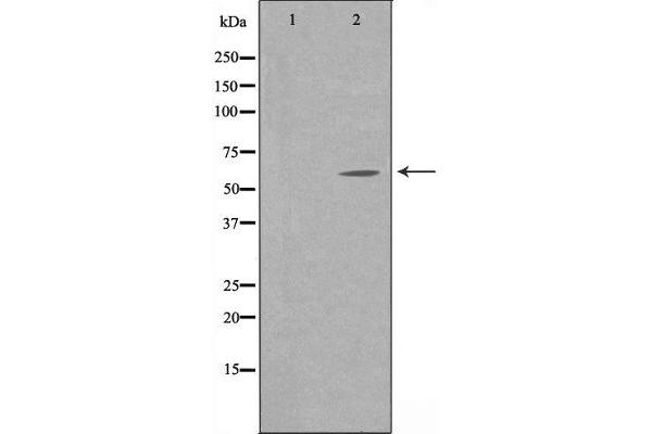APBA3 antibody  (N-Term)