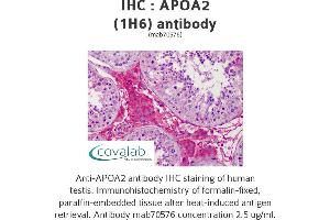 Image no. 3 for anti-Apolipoprotein A-II (APOA2) (AA 1-100), (full length) antibody (ABIN1723433)