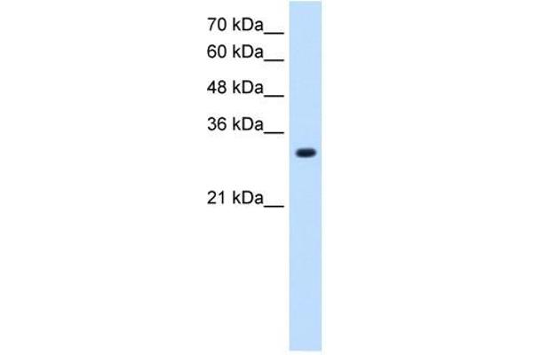 anti-Solute Carrier Family 7 (Amino Acid Transporter, L-Type), Member 8 (SLC7A8) antibody