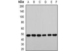 Image no. 3 for anti-Retinoblastoma Binding Protein 7 (RBBP7) (full length) antibody (ABIN6005506)
