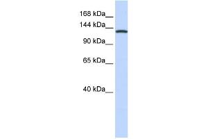Image no. 1 for anti-Valyl-tRNA Synthetase (VARS) (Middle Region) antibody (ABIN2782516)