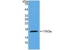 IL-4 antibody  (AA 25-153)