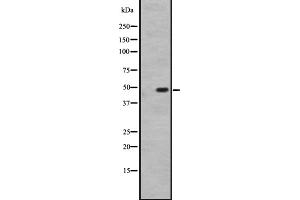 Image no. 1 for anti-Serotonin Receptor 1D (HTR1D) (Internal Region) antibody (ABIN6259445)