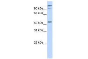 Image no. 1 for anti-AFG3-Like Protein 2 (AFG3L2) (AA 324-373) antibody (ABIN6740990)