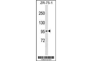 Image no. 1 for anti-N-Deacetylase/N-Sulfotransferase (Heparan Glucosaminyl) 4 (NDST4) (AA 185-212), (N-Term) antibody (ABIN1539141)