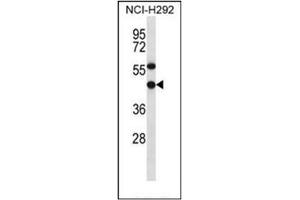 Image no. 1 for anti-EBNA1 Binding Protein 2 (EBNA1BP2) (AA 323-355), (C-Term) antibody (ABIN952016)