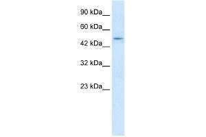 Image no. 1 for anti-Zinc Finger and BTB Domain Containing 47 (ZBTB47) (N-Term) antibody (ABIN2775071)