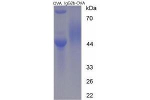 Image no. 3 for IgG2b peptide (Ovalbumin) (ABIN5666226)