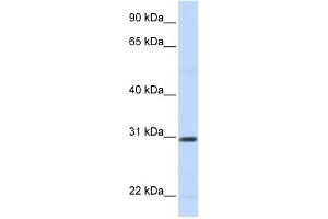 Image no. 1 for anti-Stanniocalcin 1 (STC1) (N-Term) antibody (ABIN2777144)