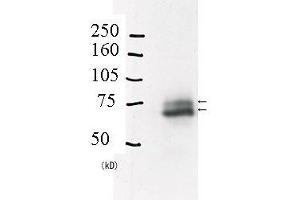 Image no. 3 for anti-E3 ubiquitin-protein ligase RAD18 (RAD18) (C-Term) antibody (ABIN2452086)