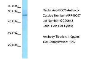 Image no. 1 for anti-POC5 Centriolar Protein Homolog (POC5) (C-Term) antibody (ABIN2783623)