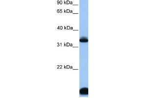 Image no. 1 for anti-Forkhead Box I3 (FOXI3) (Middle Region) antibody (ABIN2784404)