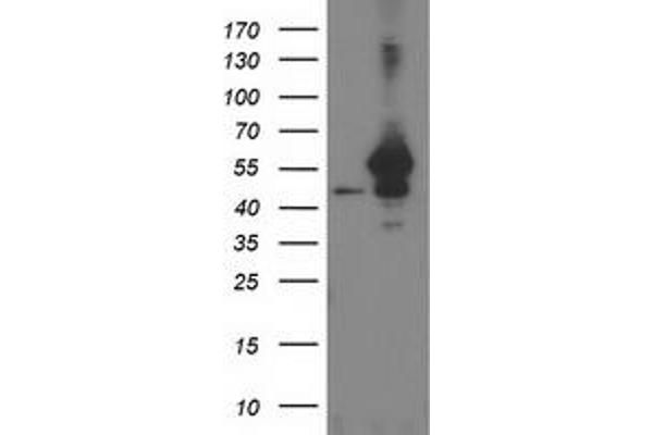 anti-ADP-Ribosylation Factor GTPase Activating Protein 1 (ARFGAP1) antibody