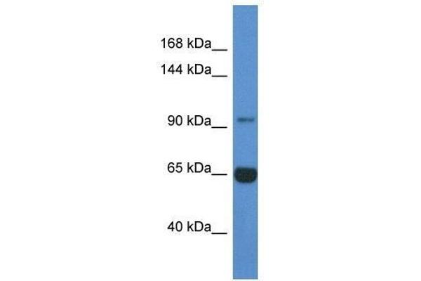 MAN2A2 antibody  (N-Term)