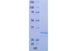 SDS-PAGE (SDS) image for Taq SSB (Active) protein (ABIN2452212)