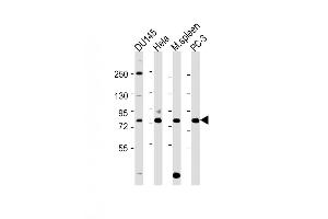 Image no. 5 for anti-Synovial Apoptosis Inhibitor 1, Synoviolin (SYVN1) (AA 586-617), (C-Term) antibody (ABIN388980)