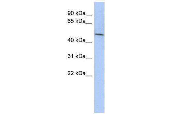 LRRC42 Antikörper  (N-Term)