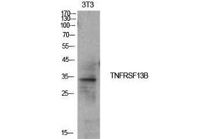 Image no. 2 for anti-Tumor Necrosis Factor Receptor Superfamily, Member 13B (TNFRSF13B) (Internal Region) antibody (ABIN3181470)