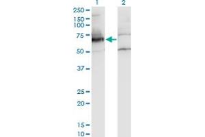 Image no. 1 for anti-Nuclear RNA Export Factor 2 (NXF2) (AA 1-626) antibody (ABIN527838)