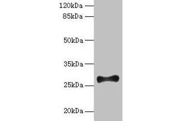 FGF13 Antikörper  (AA 1-245)