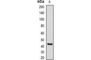 Western blot analysis of Pr-Set7 expression in HEK293T (A) whole cell lysates.