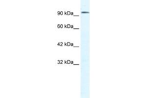 Image no. 1 for anti-Chloride Channel 3 (CLCN3) (C-Term) antibody (ABIN2776327)